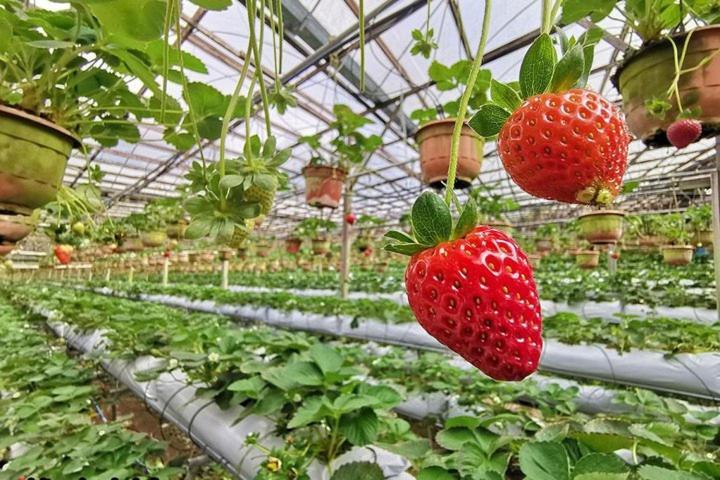 Cameron Kea Farm Hotel Brinchang Bagian luar foto